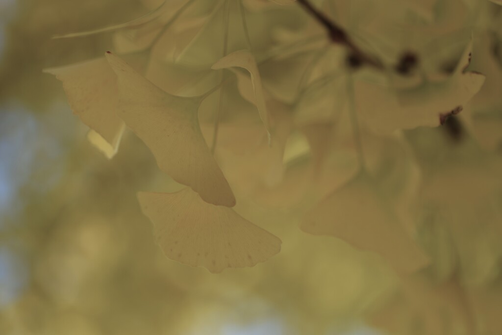 一夜の夢　①。。。！