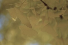 一夜の夢　①。。。！