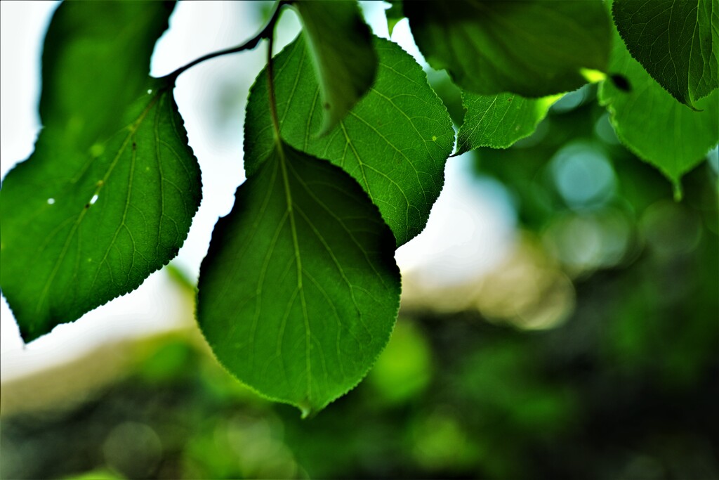 深緑が目に染みる　①。。。！