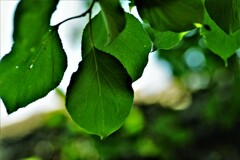 深緑が目に染みる　①。。。！