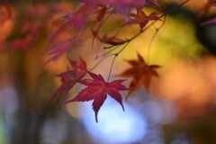 秋彩原色　②。。。！