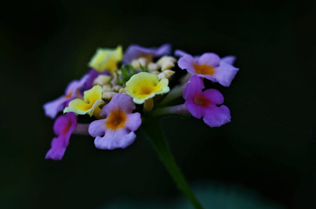 クリスマスケーキ。。。！