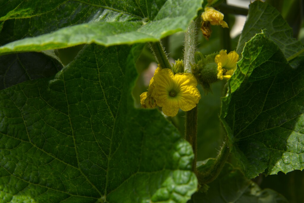 南国育ち　④。。。！