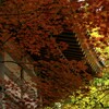 六角堂の紅葉　③　。。。！