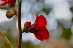 赤の情念　➂。。。！