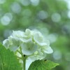 六月．．生まれたばかりの　⑤。。。！