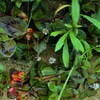 華やかな雑草　①。。。！