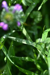 七折梅林．．野花たち　⑤。。。！