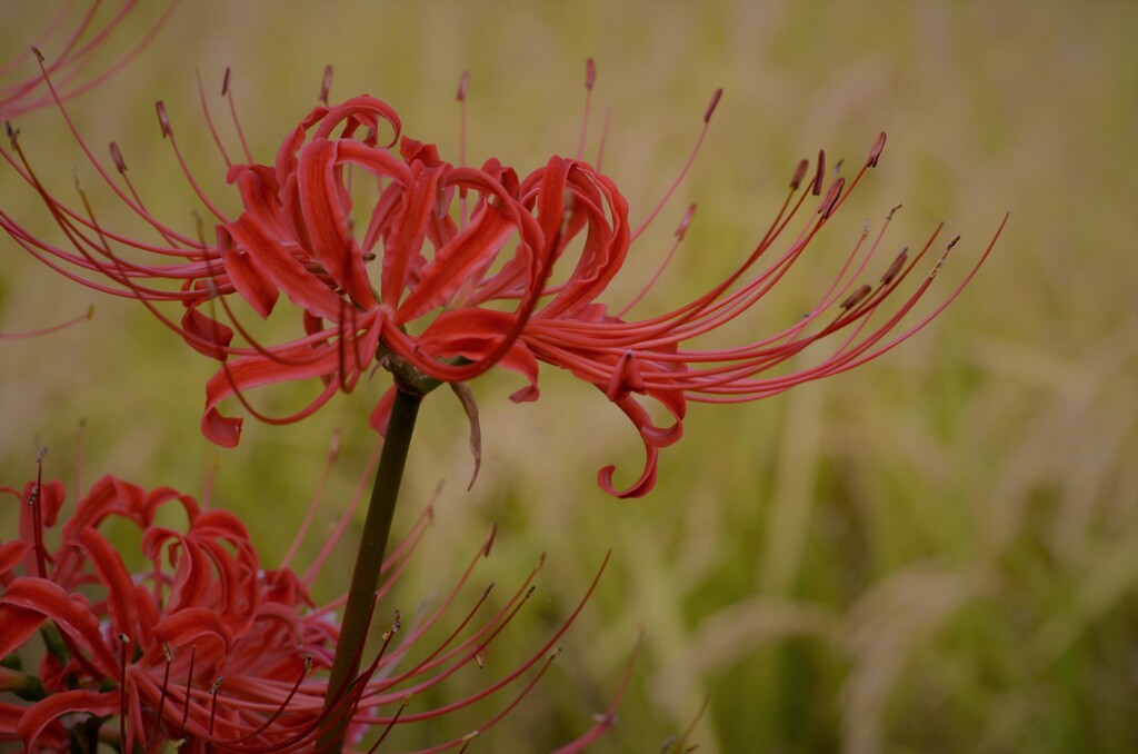 曼珠沙華咲き誇る　②　。。。！