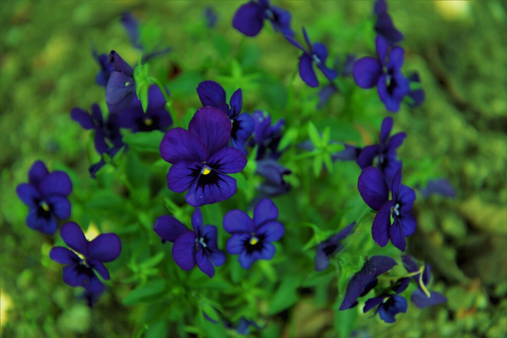 小さな公園の花たち　④。。。！