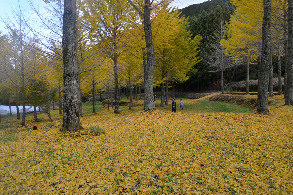 ゆく秋を惜しむ　⑤。。。！