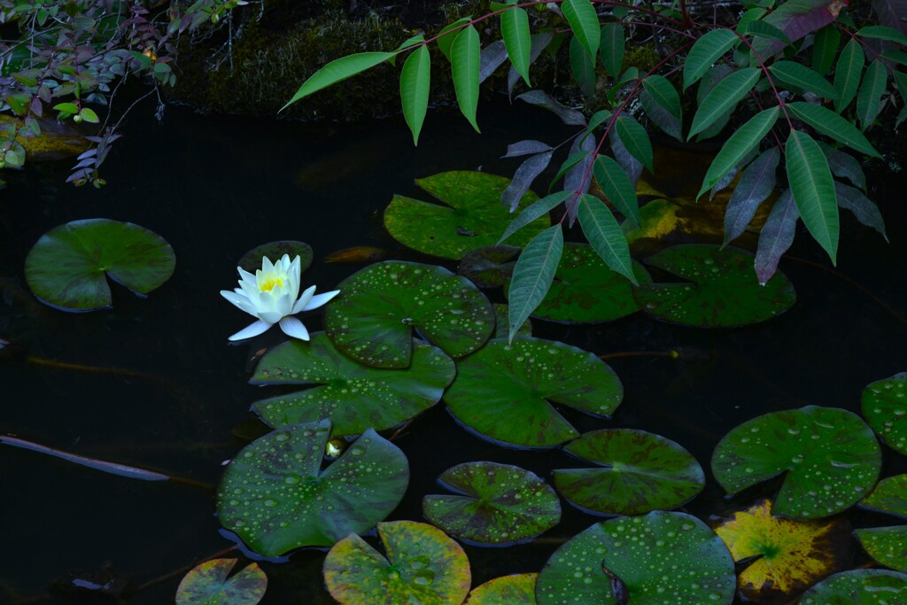 六月雨の花たちへ　②。。。！