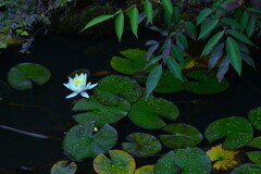 六月雨の花たちへ　②。。。！