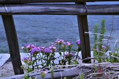 海を感じる丘の上　①。。。！