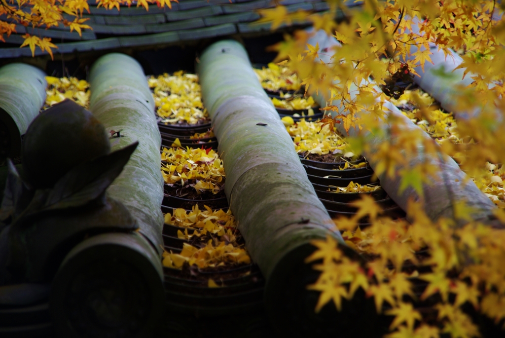 金色の舞い落ちる。。。！