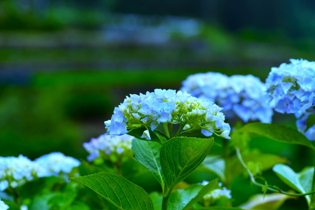 六月雨の花たちへ　⑥。。。！