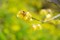 春を楽しむ　⑧。。。！