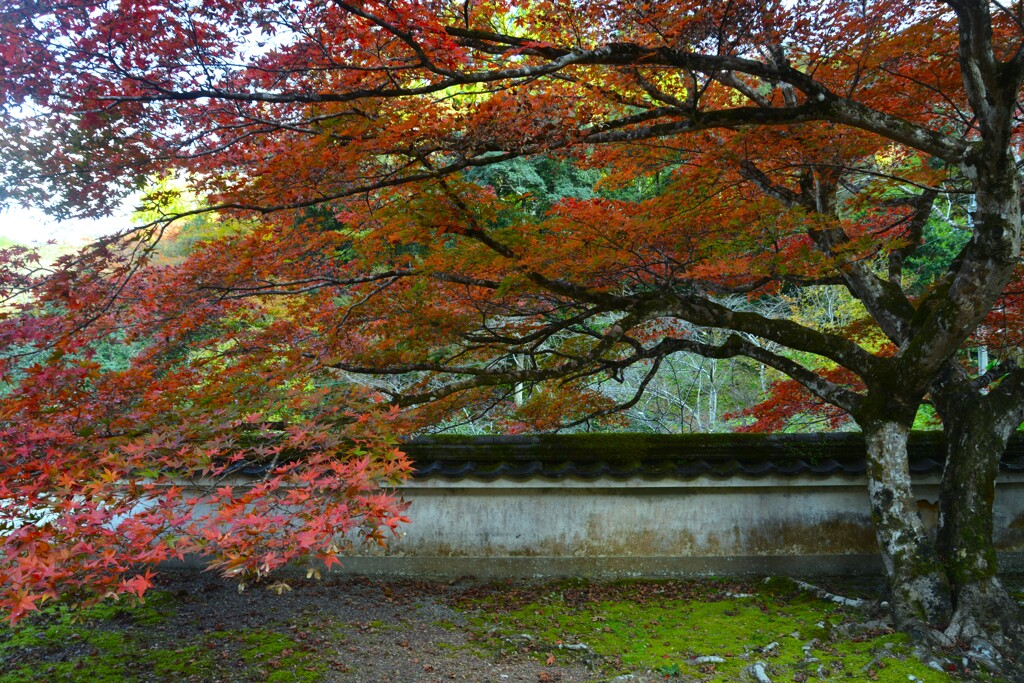 静寂の秋に浸る　⑤。。。！