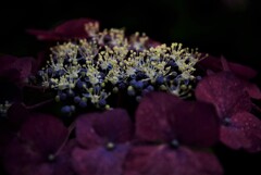 六月の涙花 ②。。。! 六月の涙花 ②。。。!