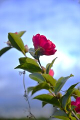 春を呼ぶ紅椿　➂。。。！