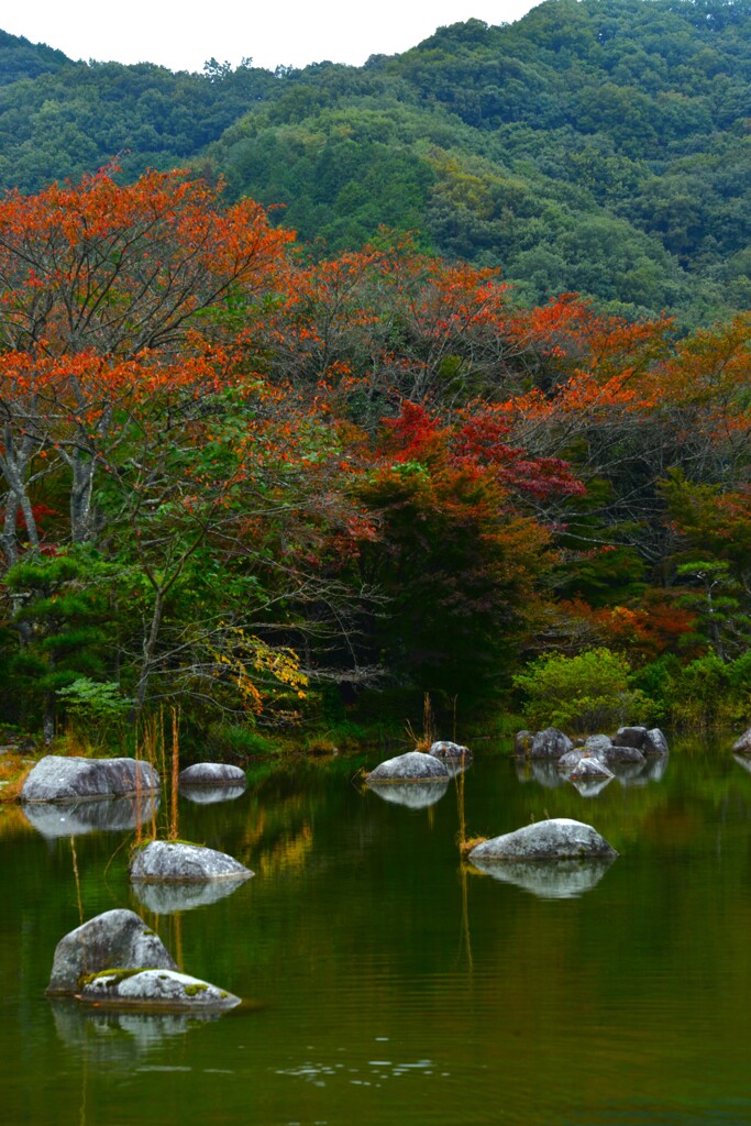 お池の秋　。。。！