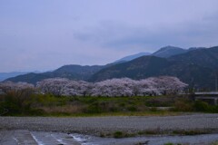 ふるさと山河に咲く　➁。。。！