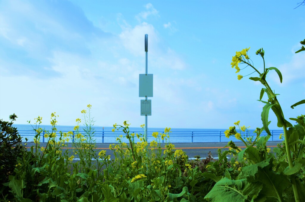海岸通りのバス停留所。。。！