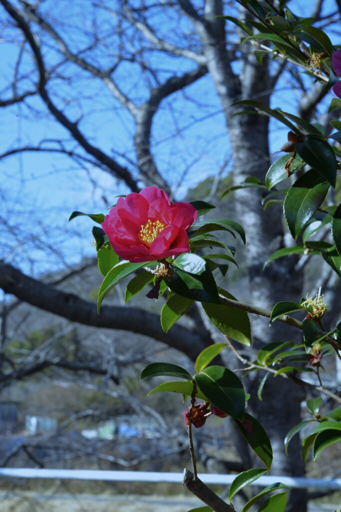 島に咲き　島に散る　①。。。！