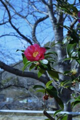 島に咲き　島に散る　①。。。！