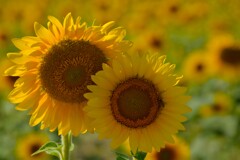 最後の夏花　①。。。！