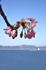 春待ち．．頬紅　➂。。。！