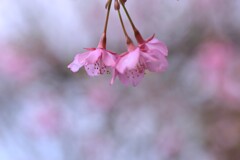 桜．．今年も綺麗に咲きました。。。！