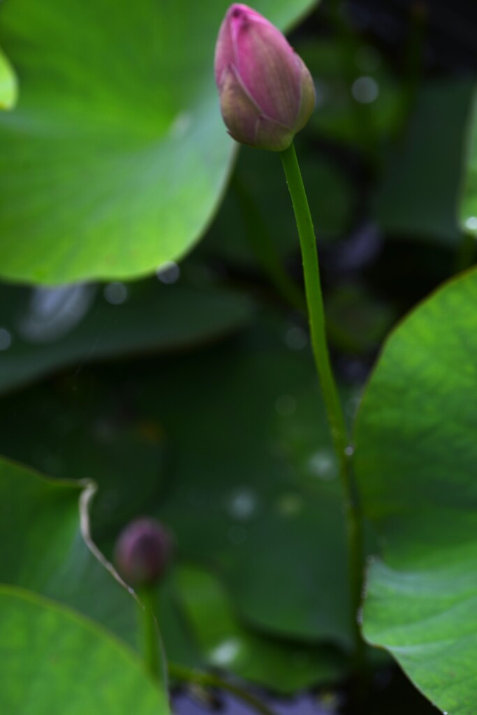 千年蓮．．しばらくお待ちください。　➂。。。！