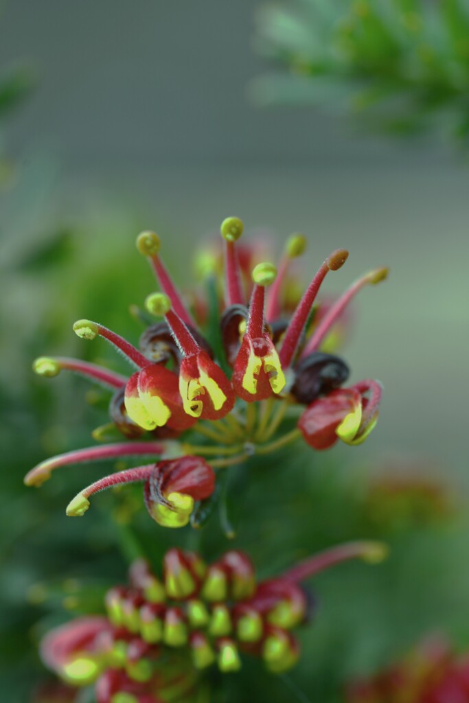 冬花　①。。。！