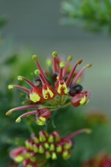 冬花　①。。。！