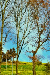 春爛漫．．黄色い丘　①。。。！