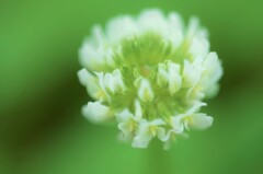 雨の日の草たち　⑥。。。！