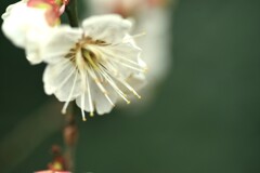 白い梅一輪　➂。。。！