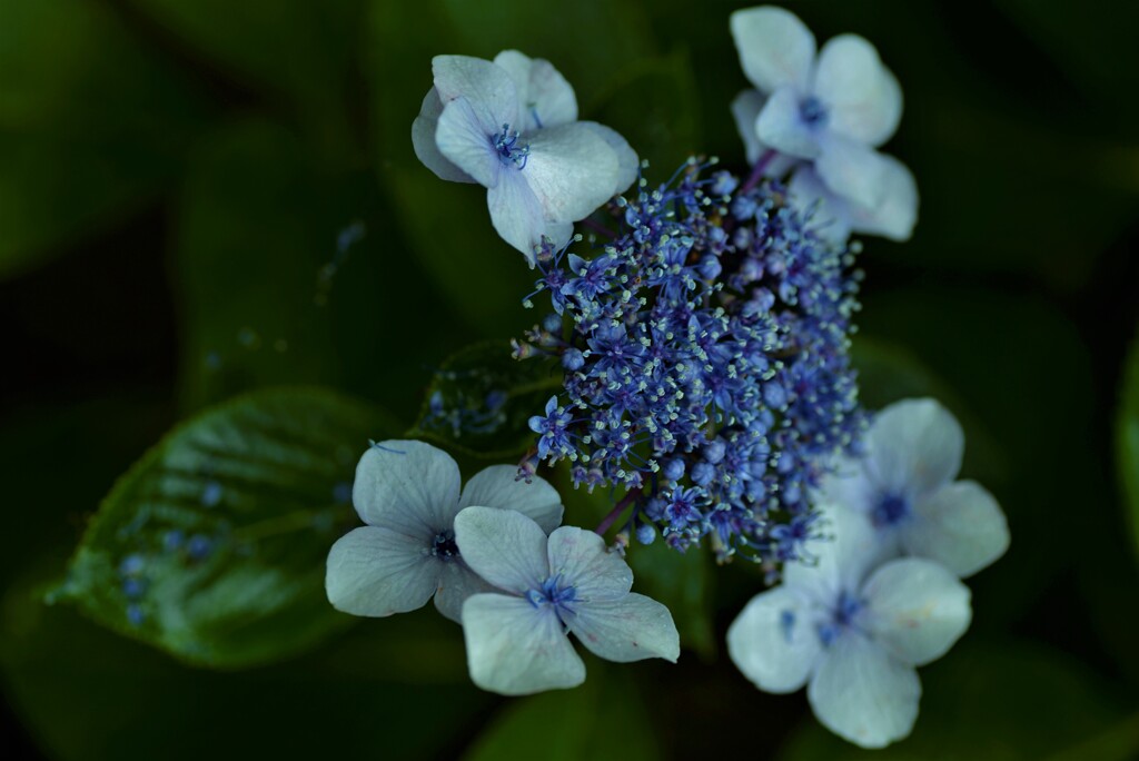 六月の涙花　①。。。！