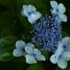 六月の涙花　①。。。！