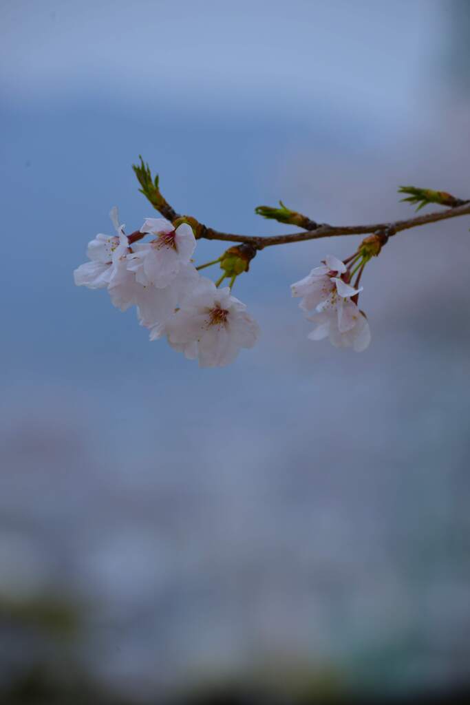 さくらの詩　➁。。。！