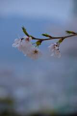 さくらの詩　➁。。。！