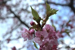 駐車場に春が来た　➂。。。！