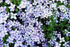 春の香り　③。。。！