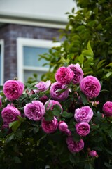 薔薇に埋もれる家　②。。。！