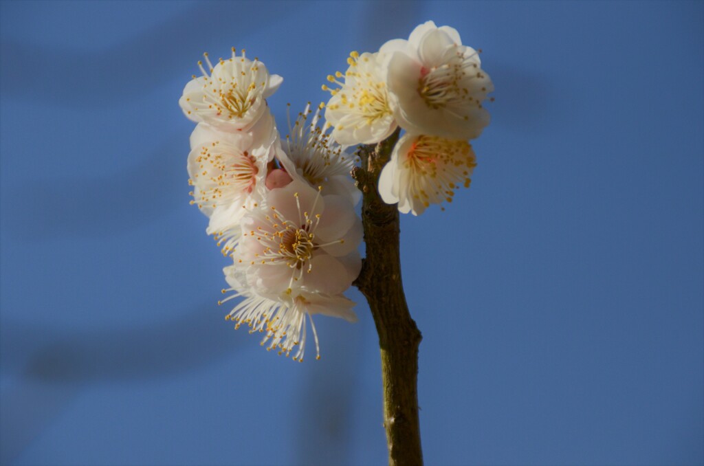白梅の凛々しさ。。。！