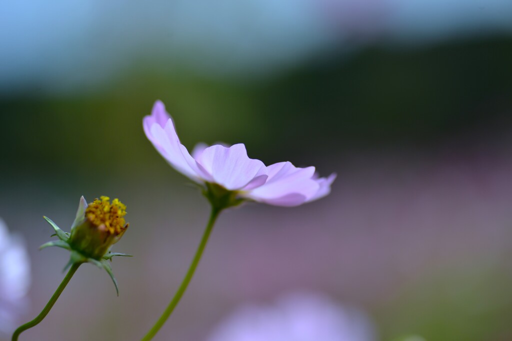 山の秋を惜しむ　②。。。！
