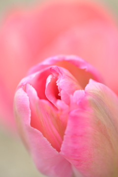 チューリップの咲く公園　④。。。！