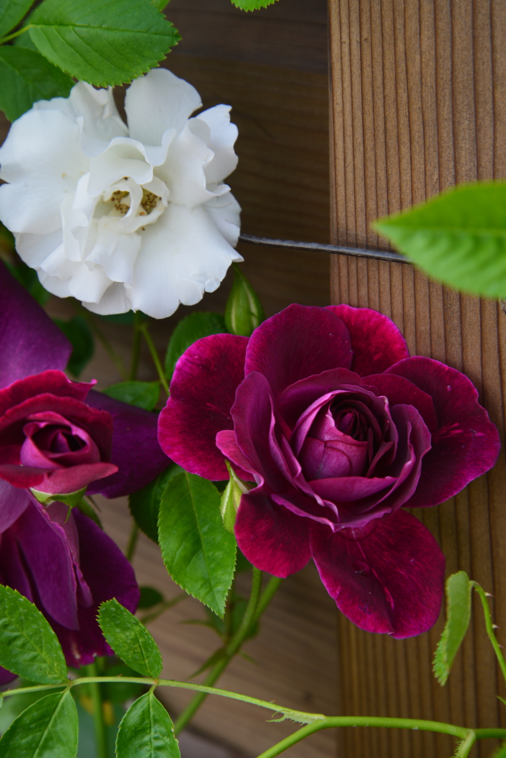 魅惑の花　②。。。！