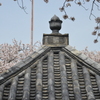 山寺の春　➂。。。！